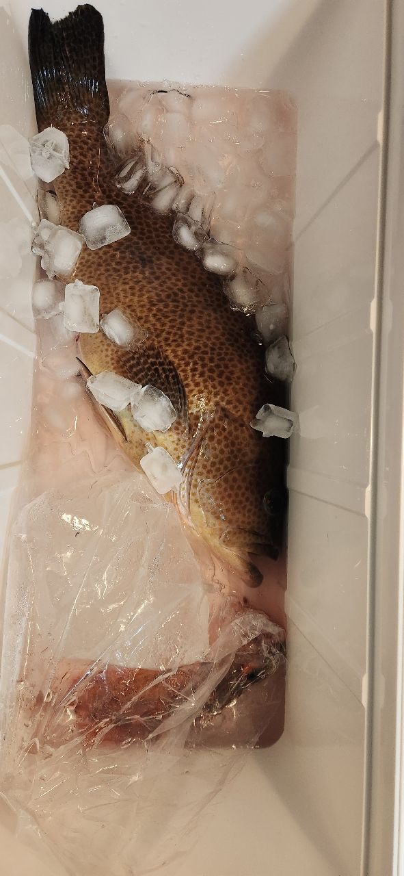 パラダイスさんの釣果 1枚目の画像