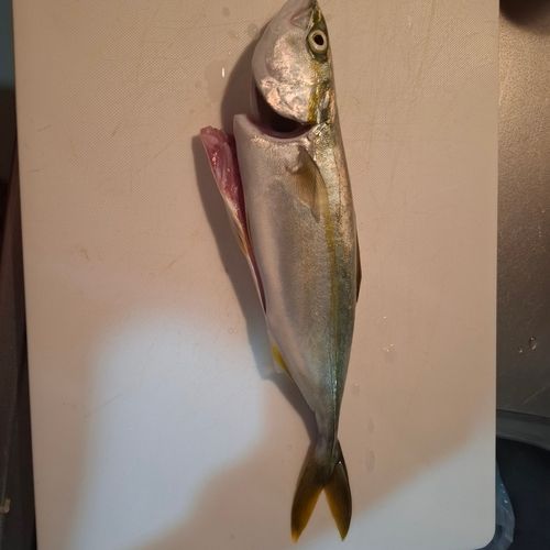 大倉戸海岸