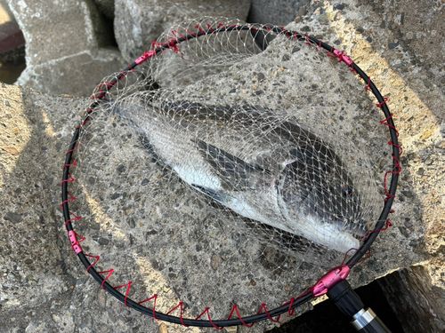 釣果