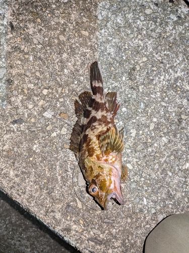 カサゴの釣果