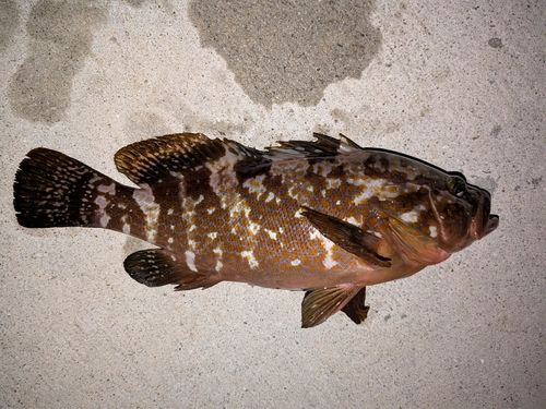 アコウの釣果