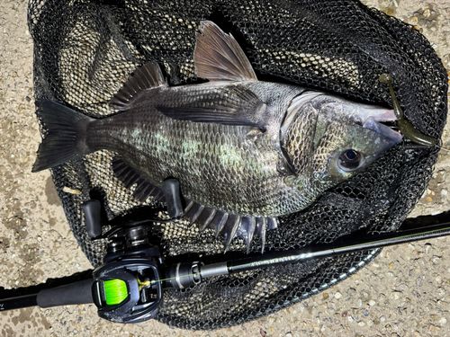 クロダイの釣果