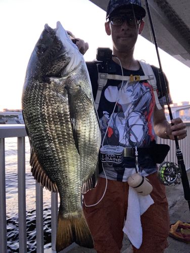 チヌの釣果