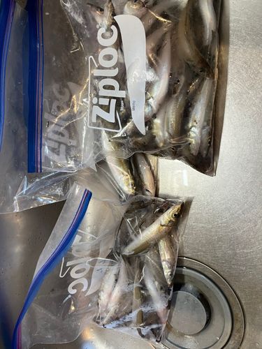 シロギスの釣果