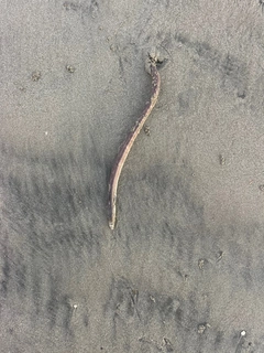 アイゴの釣果