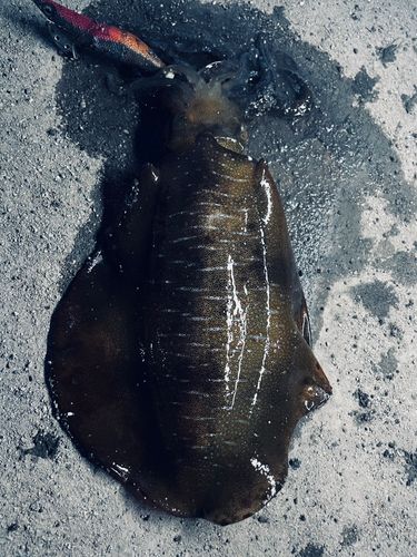 鹿児島湾南部