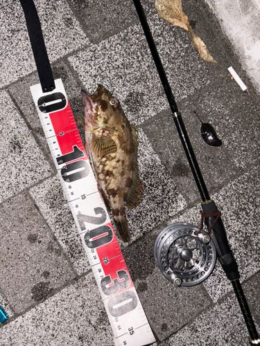 カサゴの釣果