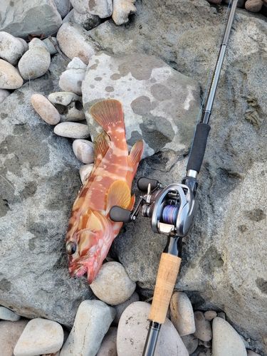 アカハタの釣果