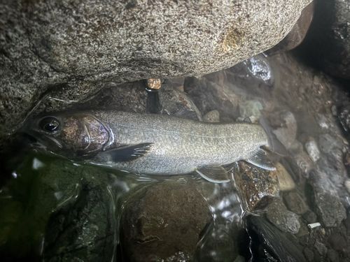 イワナの釣果