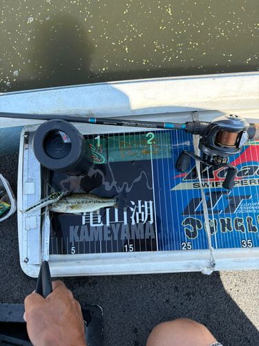 ライギョの釣果