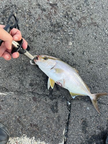ネリゴの釣果