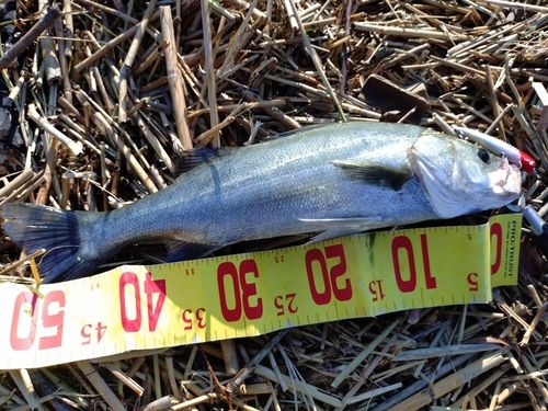 フッコ（マルスズキ）の釣果