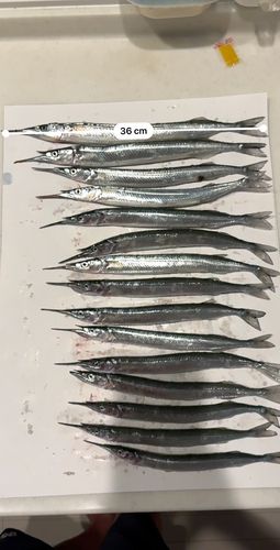 サヨリの釣果
