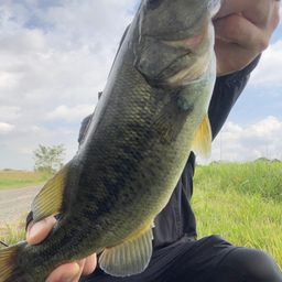 ブラックバス