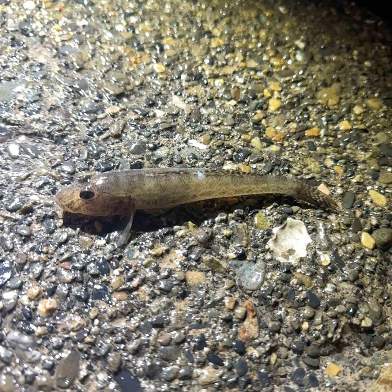マハゼ