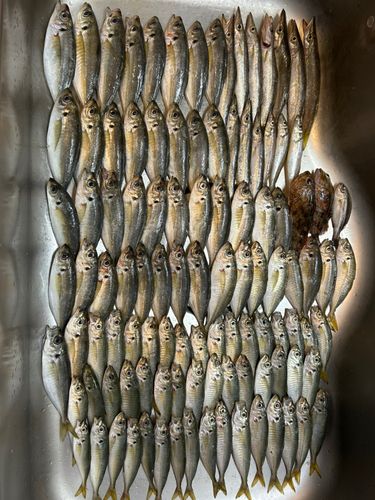 木更津沖堤防
