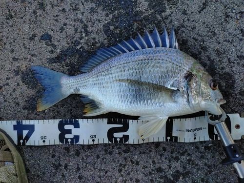 キビレの釣果