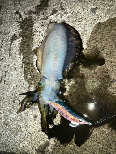 アオリイカの釣果