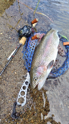 ニジマスの釣果