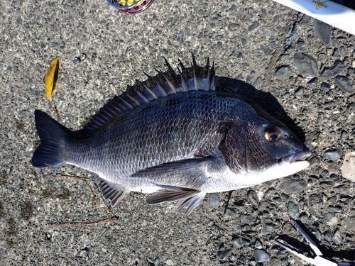 クロダイの釣果
