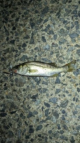 セイゴ（マルスズキ）の釣果