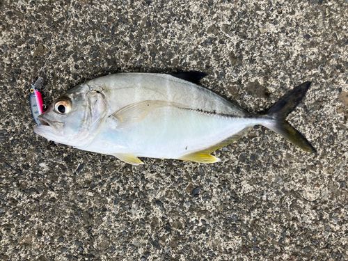 ギンガメアジの釣果