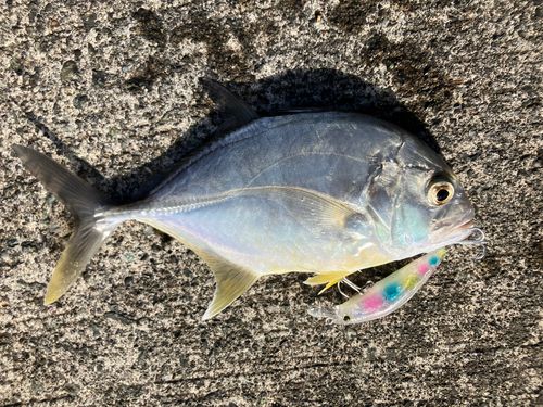 ロウニンアジの釣果