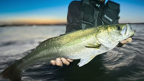 スズキの釣果