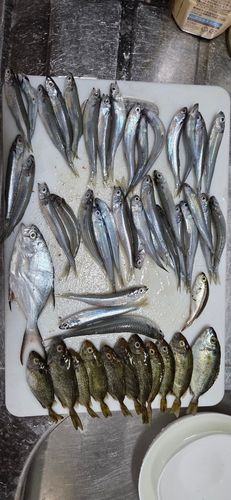イワシの釣果