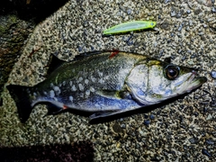 フッコ(ヒラスズキ)の釣果