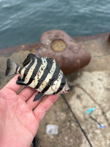 イシダイの釣果