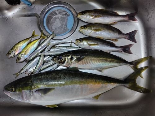 ワラサの釣果