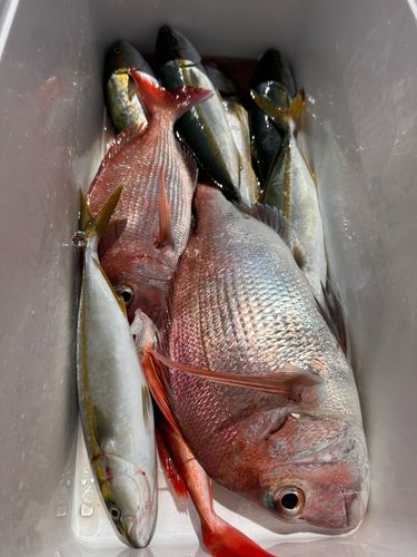 マダイの釣果