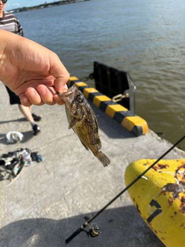 クロソイの釣果