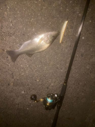 セイゴ（ヒラスズキ）の釣果