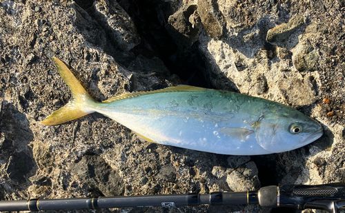 ワカシの釣果