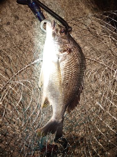 キビレの釣果