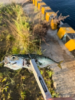マアジの釣果