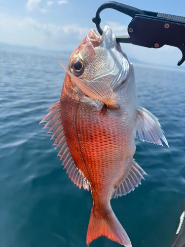 マダイの釣果