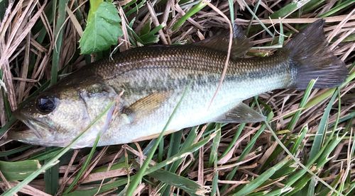 ブラックバスの釣果