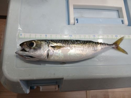 マサバの釣果