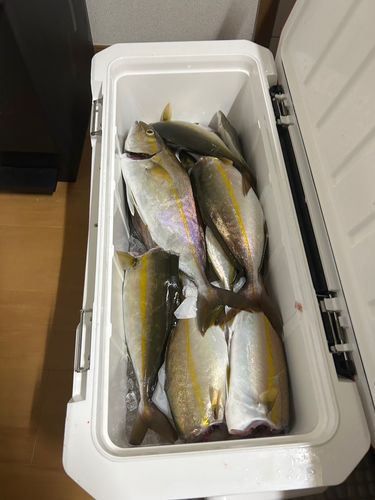 ショゴの釣果