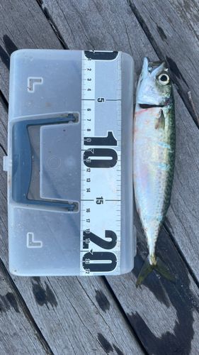 サバの釣果