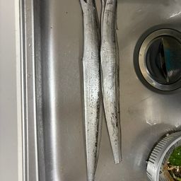 タチウオ