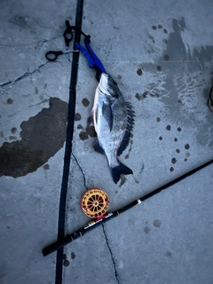 クロダイの釣果