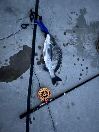 クロダイの釣果