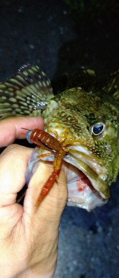 カサゴの釣果