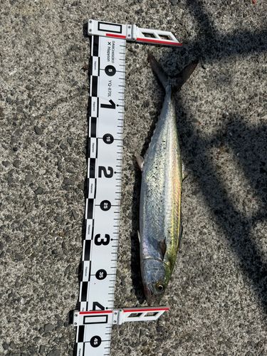 サゴシの釣果