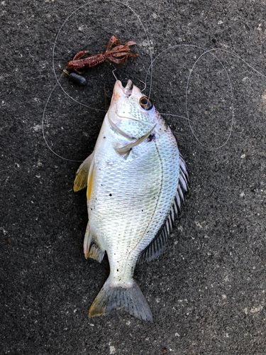 キビレの釣果