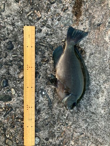 メジナの釣果